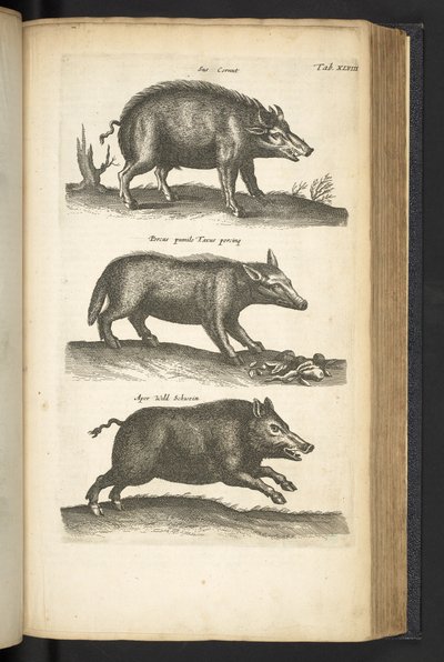 Tab 48, Vildsvin, Illustration från 