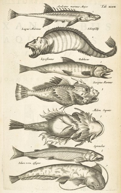 Tab 47, Fiskarter, Illustration från "Fyrfotingars naturhistoria" av Mattaus the Younger Merian