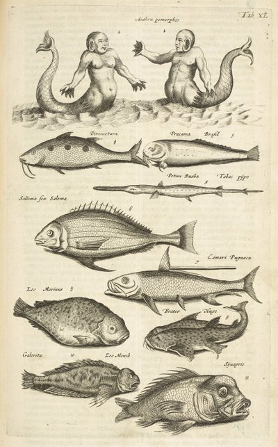 Tab 40, Anthropomorphos; Sjöjungfru; Merman; Tropiska fiskar, illustration från "Fyrfotingars naturhistoria" av Mattaus the Younger Merian