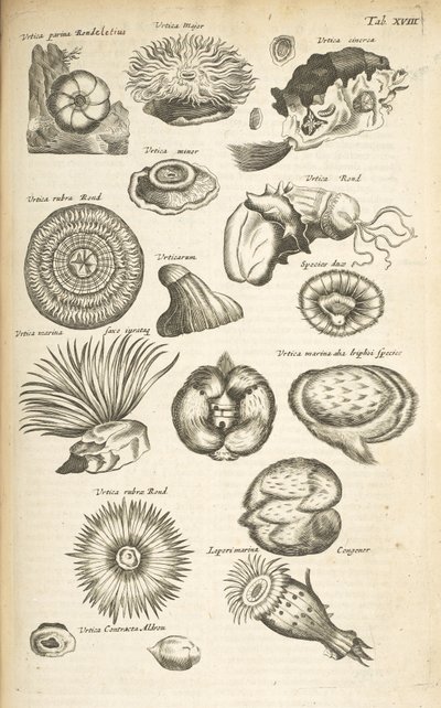 Tab XVIII, Marint liv, Illustration från från 