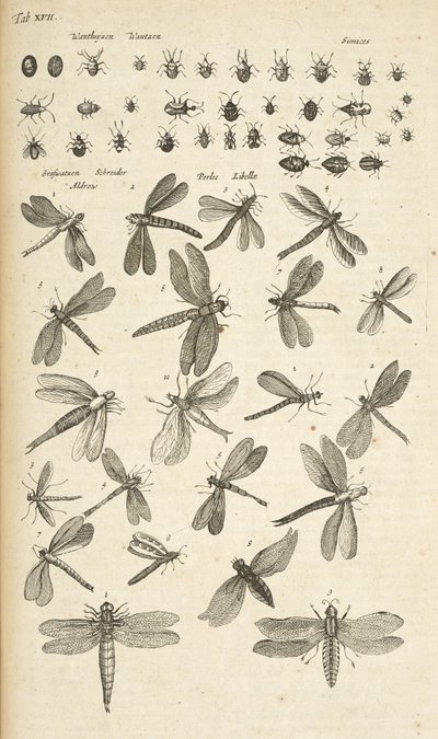 Tab XVII, Trollsländor, Illustration från "Fyrfotingars naturhistoria" av Mattaus the Younger Merian