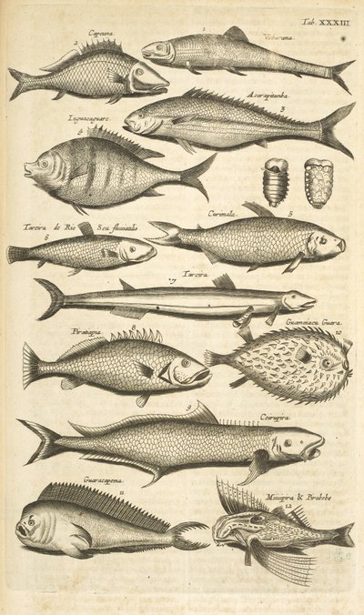 Flik. 33, Taggig fisk, Illustration från "Fyrfotingars naturhistoria" av Mattaus the Younger Merian