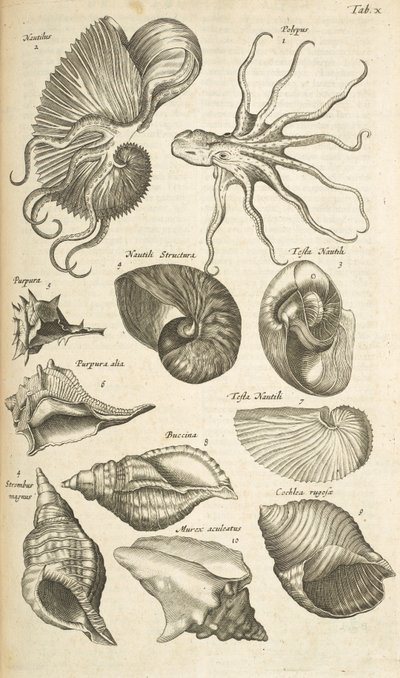 Tab X, bläckfisk- och Nautilus-skal, Illustration från 