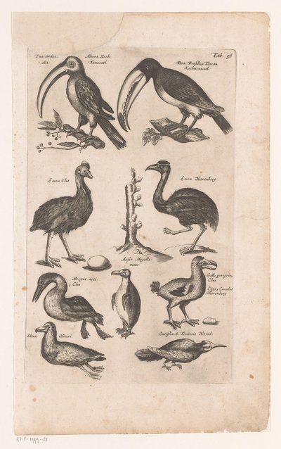Toekans och andra vogels Fåglarnas naturhistoria, bok 6 J. Jonston (serietitel) av Matthaus Merian