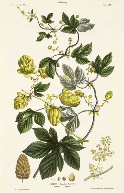 Hop Vine, från 