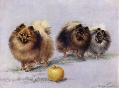 Tre av Mrs Hall Walkers Champion Pomeranians av Maud Earl