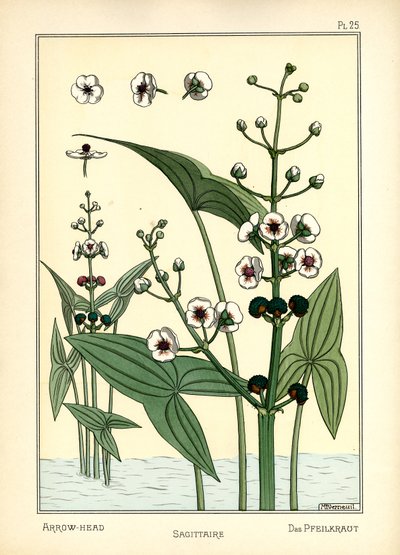 Pilspetsen (färg litho) av Maurice Pillard Verneuil