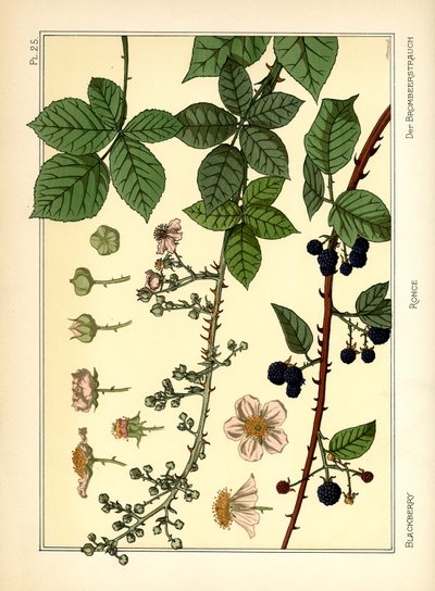 Blackberry Bush (färg litho) av Maurice Pillard Verneuil