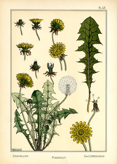 Maskrosen (färg litho) av Maurice Pillard Verneuil