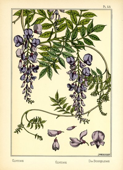 Glycinet (färg litho) av Maurice Pillard Verneuil