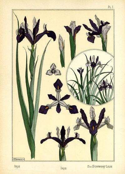 Iris (färg litho) av Maurice Pillard Verneuil