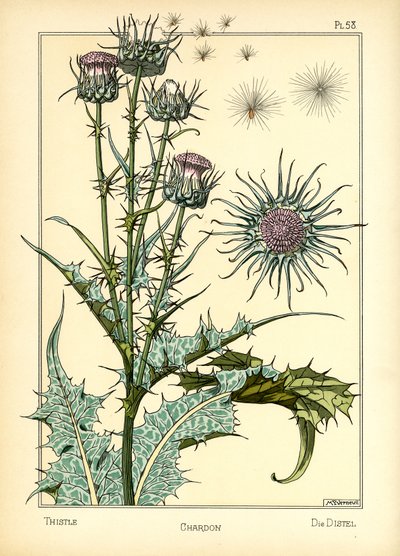 The Thistle (färg litho) av Maurice Pillard Verneuil