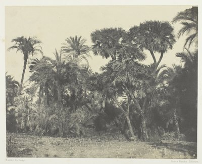 Trä av dadelpalmer och palmer Doums, övre Egypten av Maxime Du Camp