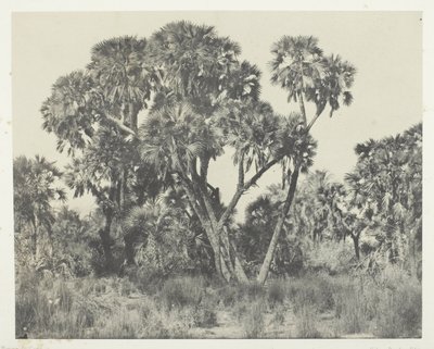 Doum palmer, övre Egypten av Maxime Du Camp