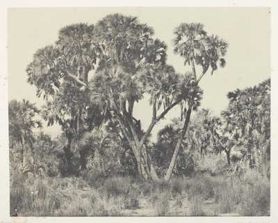 Doum palmer, övre Egypten av Maxime Du Camp