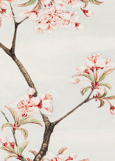 Sakura-körsbärsträd under åren 1870–1880 av Megata Morikaga