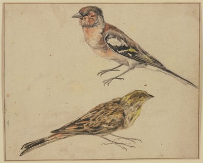 En steglits och en hämpling av Melchior de Hondecoeter