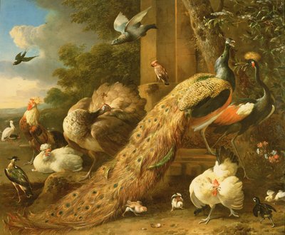 Påfågel, parakit, pelikan, trana och fjäderfä. av Melchior de Hondecoeter