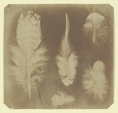Kycklingfjädrar, ca. 1840. av Mervyn Herbert Nevil Story Maskelyne