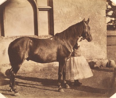 Sultan, mitten av 1850-talet. av Mervyn Herbert Nevil Story Maskelyne