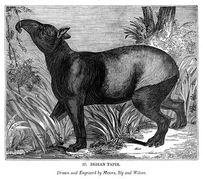 Indiska Tapir, 1843 av Messrs Sly and Wilson