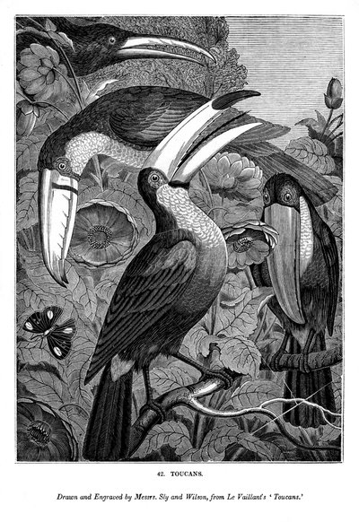 Tukaner, c1770-1820 1843 av Messrs Sly and Wilson