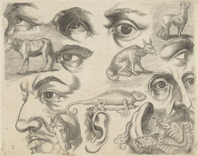 Studieblad med ritningsexempel: ögon, huvuden och djur Ritningsexempel (serietitel) av Michael Snijders