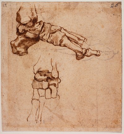 Anatomisk studie av foten av Michelangelo (after) Buonarroti