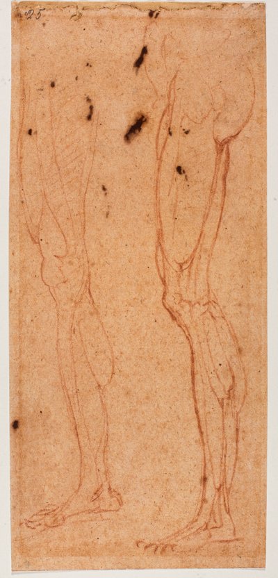 Studie av ben av Michelangelo (after) Buonarroti