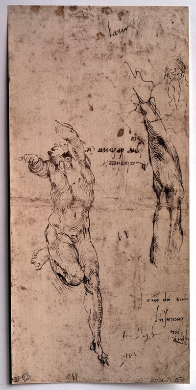 Naken man, armstudie Teckning av Michelangelo Buonarroti dit Michelangelo (Michelangelo eller Michel Ange av Michelangelo Buonarroti