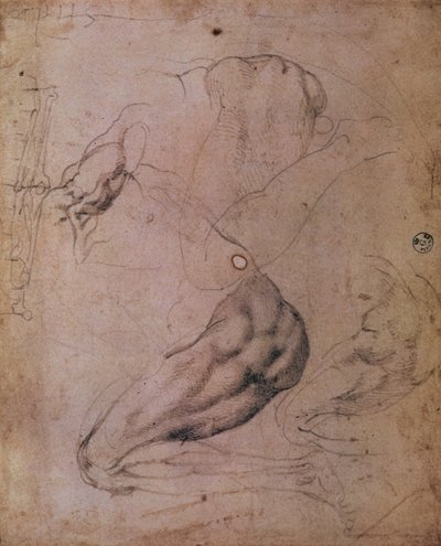 Sixtinska kapellets tak (1508-12): skisser av Evas gestalt från scenen av Ursynden (kol på papper) av Michelangelo Buonarroti