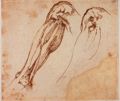 Två benstudier av Michelangelo Buonarroti