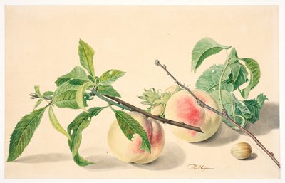 Stilleben med persikor & hasselnötter av Michiel Van Huysum