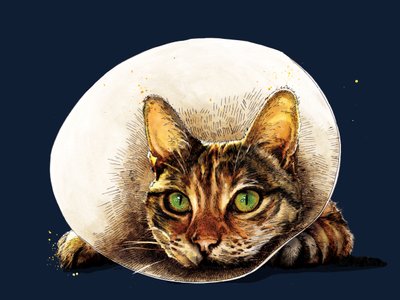 Bli frisk katt på midnattsblått, 2020 av Mike Davis