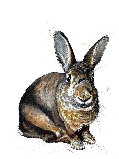 Meg The Bunny on White, 2019 av Mike Davis