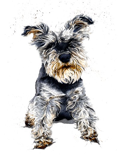 Ollie Schnauzern på vitt, 2019 av Mike Davis