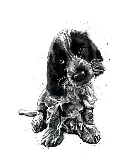 Rosie The Cocker Spaniel på vitt, 2019 av Mike Davis