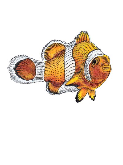 Clownfisken på vitt, 2022 av Mike Davis