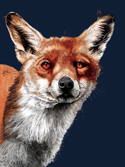 The Fox on Midnight Blue, 2020 av Mike Davis