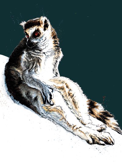 The Lazy Lemur on Midnight Blue, 2020 av Mike Davis