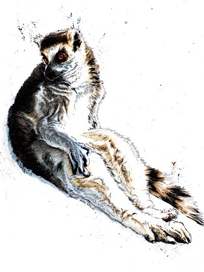 The Lazy Lemur on White, 2020 av Mike Davis