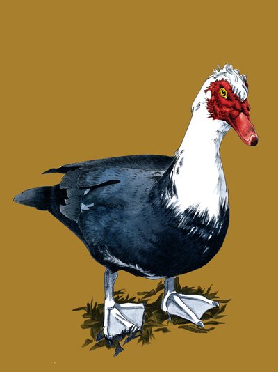 Muscovy Duck on Golden Yellow, 2020 av Mike Davis