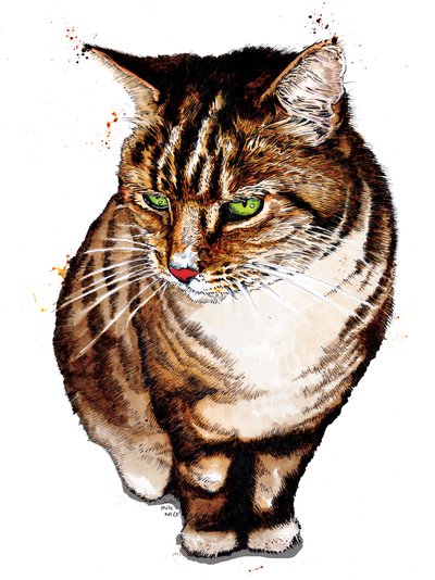 Tabby Cat on White, 2020 av Mike Davis