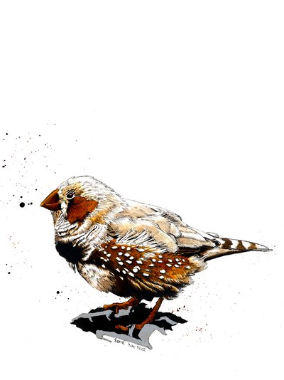 Zebrafinken på vitt, 2019 av Mike Davis