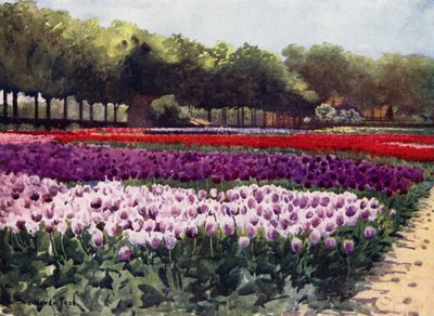 Darwin tulpaner (färg litho) av Mima Nixon