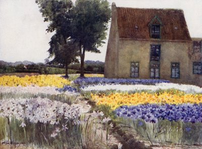 Spanska iris (färg litho) av Mima Nixon