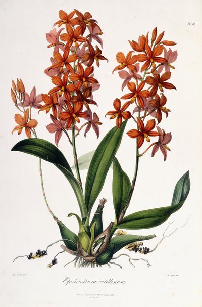 Epidendrum Vitellinus, c.1837-41 av Miss Drake