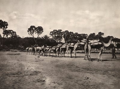 Bygga ett imperium i den fascistiska tidsåldern: karavan av kameler, 1936-05-09 (s/v foto) av Modestino Baldinetti
