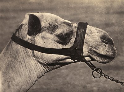 Att bygga ett imperium i den fascistiska tidsåldern: chef för en bisciari-kamel, 1936-05-09 (s/v foto) av Modestino Baldinetti