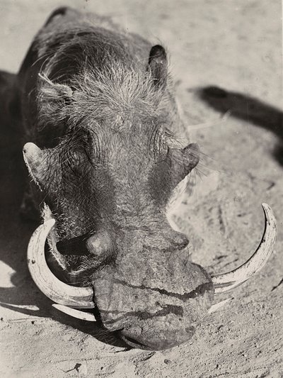 Att bygga ett imperium i den fascistiska tidsåldern: huvudet av ett vildsvin, 1936-05-09 (s/v foto) av Modestino Baldinetti